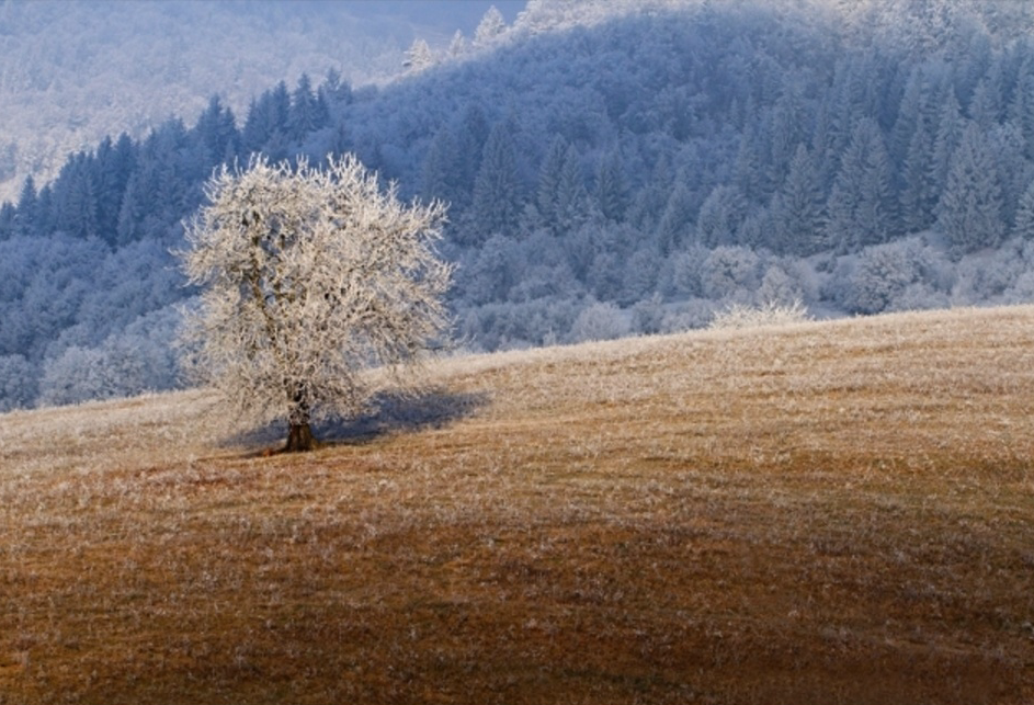 Aussaatkalender Dezember