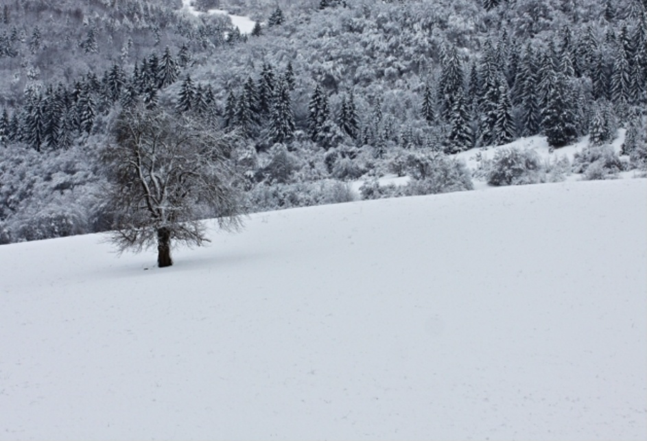 Aussaatkalender Januar