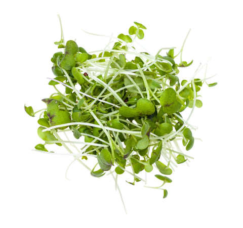 Kresse Keimsprossen