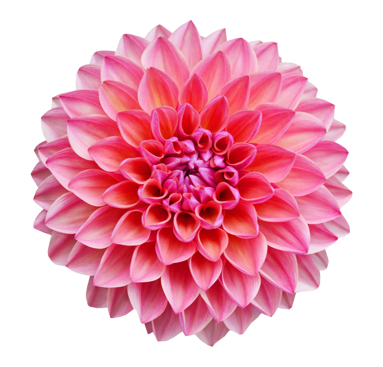 Dahlien Samen