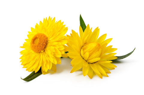 Strohblumen