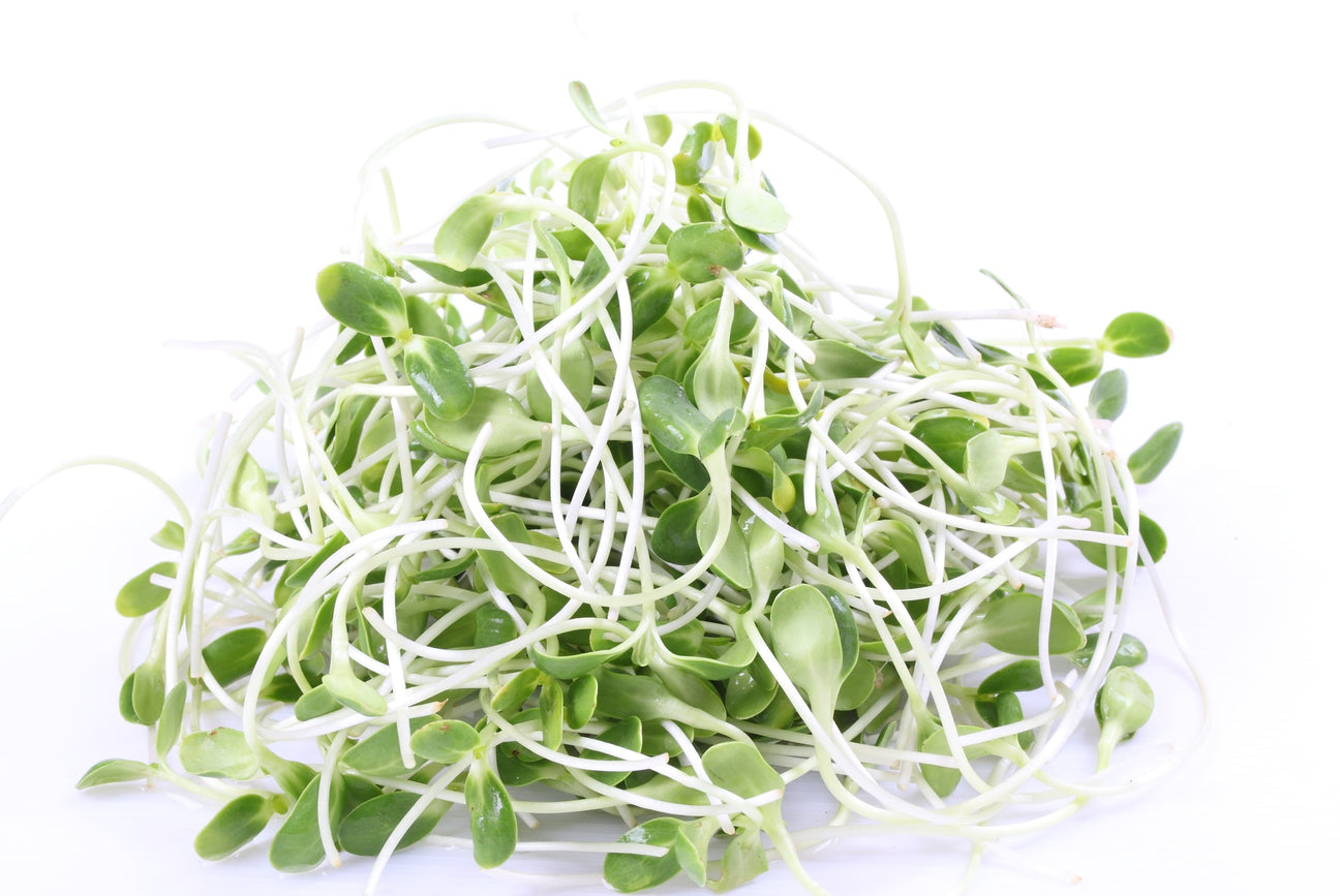 Rucola Keimsprossen