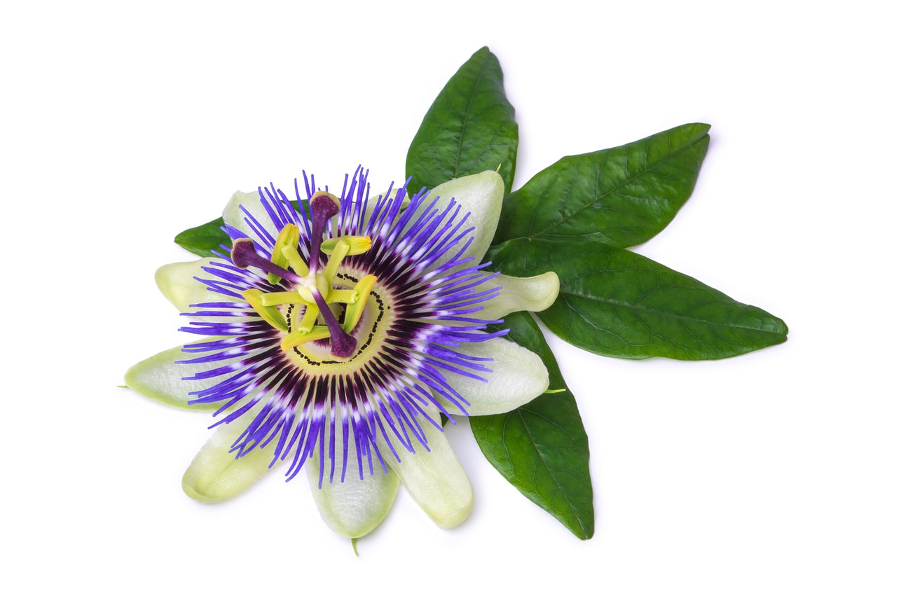 Passionsblume Samen