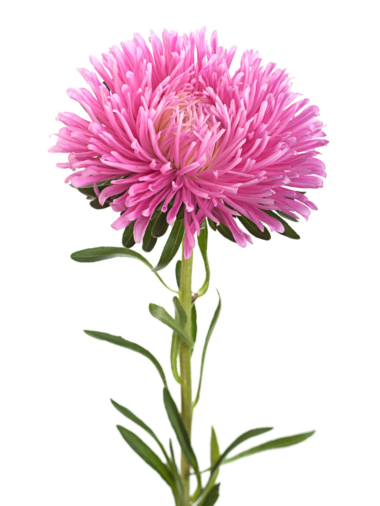 Sommer- & Chinaastern Samen