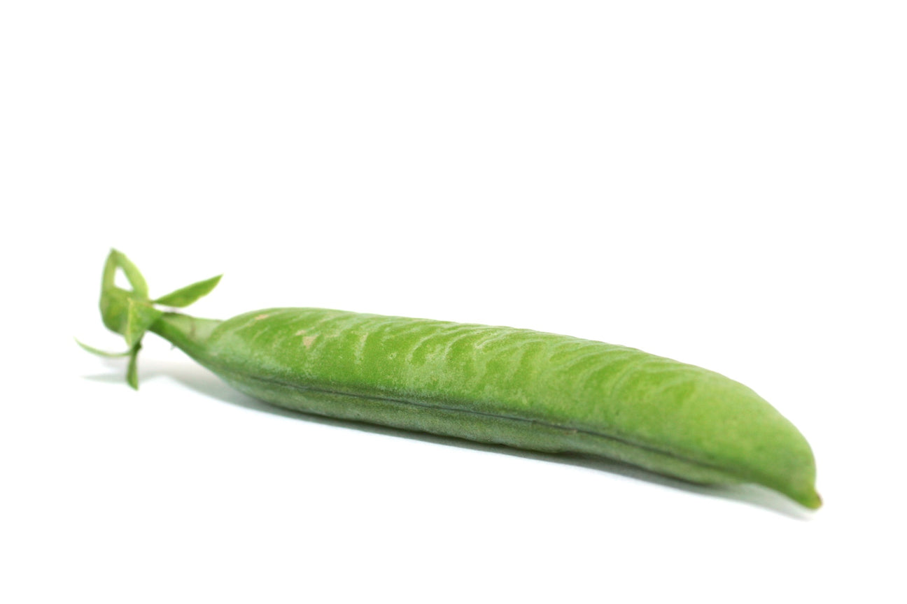 Markerbsen Samen