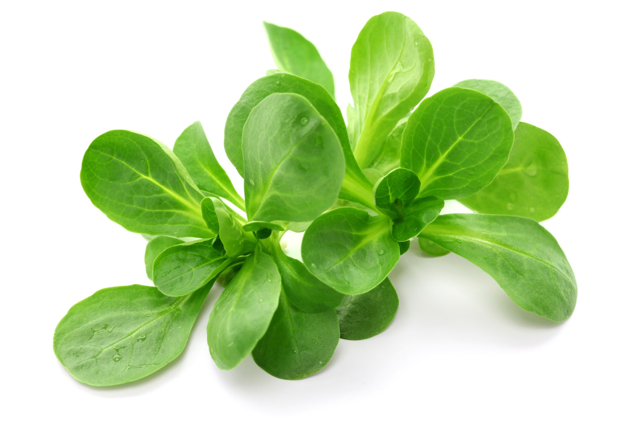 Feldsalat Samen