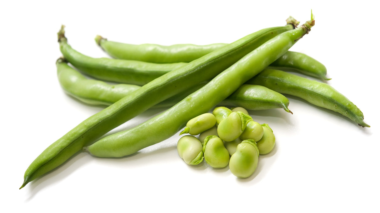 Buschbohnen Samen