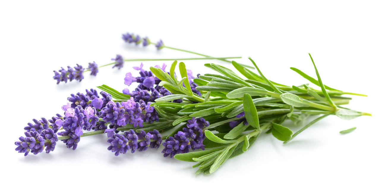Lavendel Samen