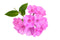 Flammenblumen & Phlox Samen