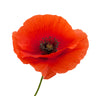 Mohn