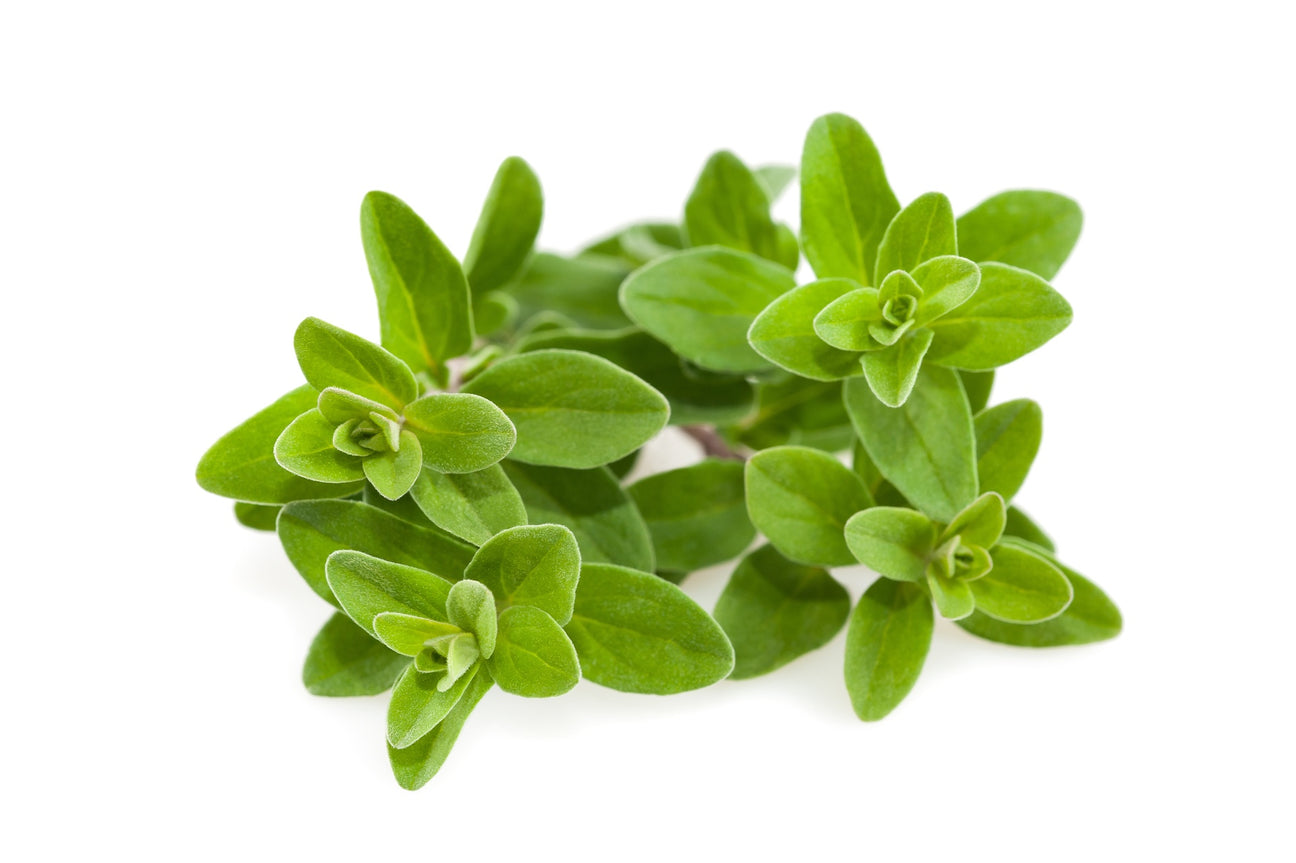 Oregano Samen