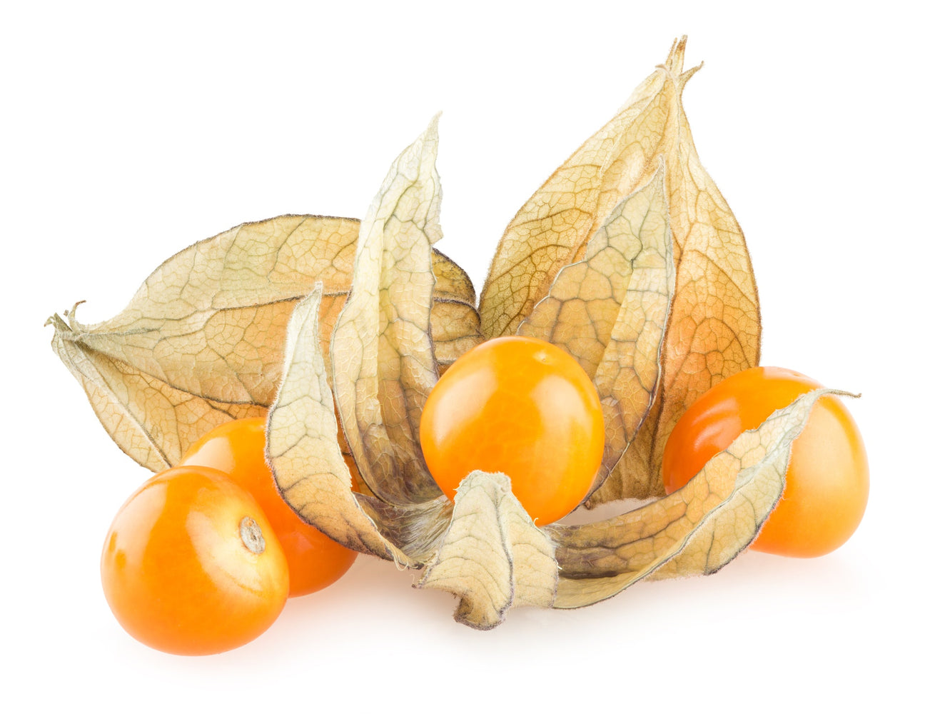 Physalis Samen