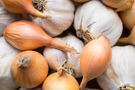 Pflanzzwiebeln & Knoblauch