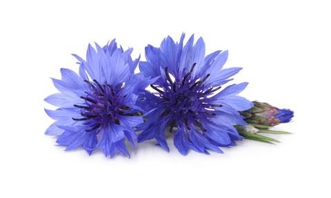 Kornblumensamen