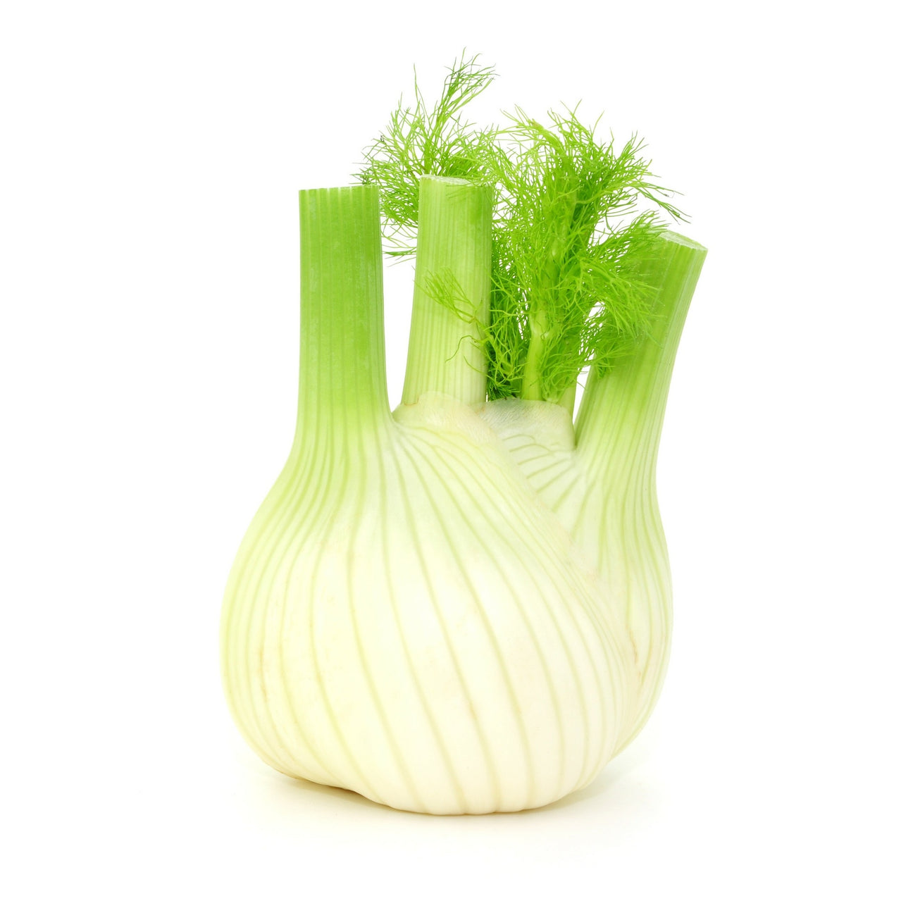 Knollenfenchel Samen