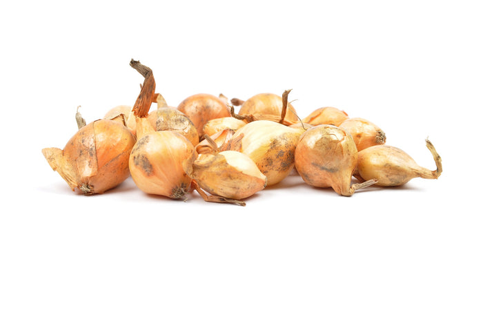 Gemüsezwiebel Stuttgarter Riesen