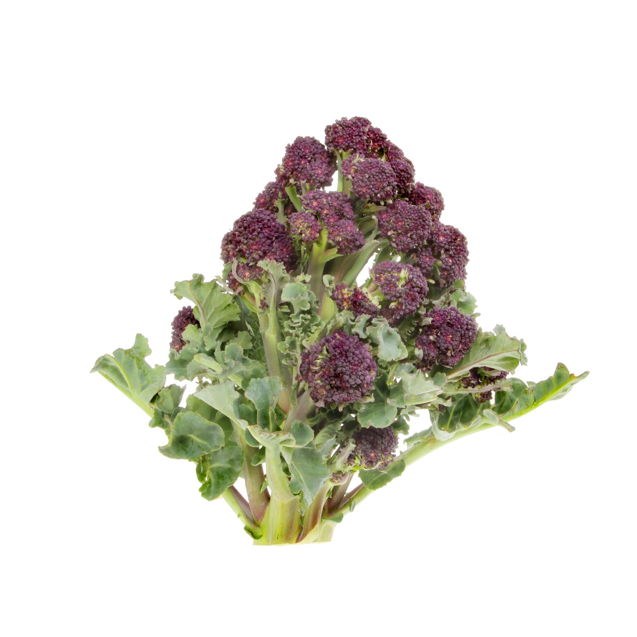 Brokkoli Summer Purple