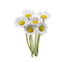 Gänseblümchen Samen