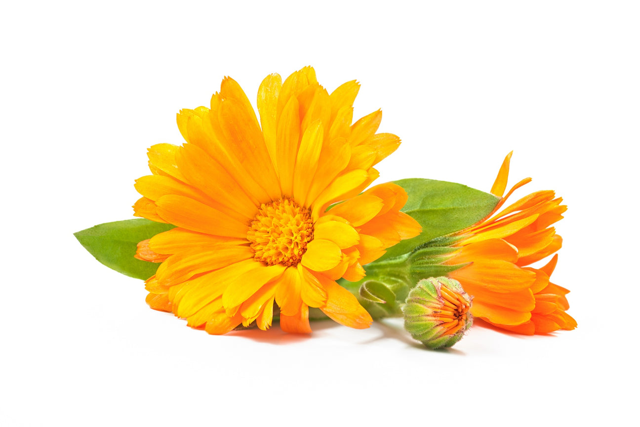Ringelblumen Samen