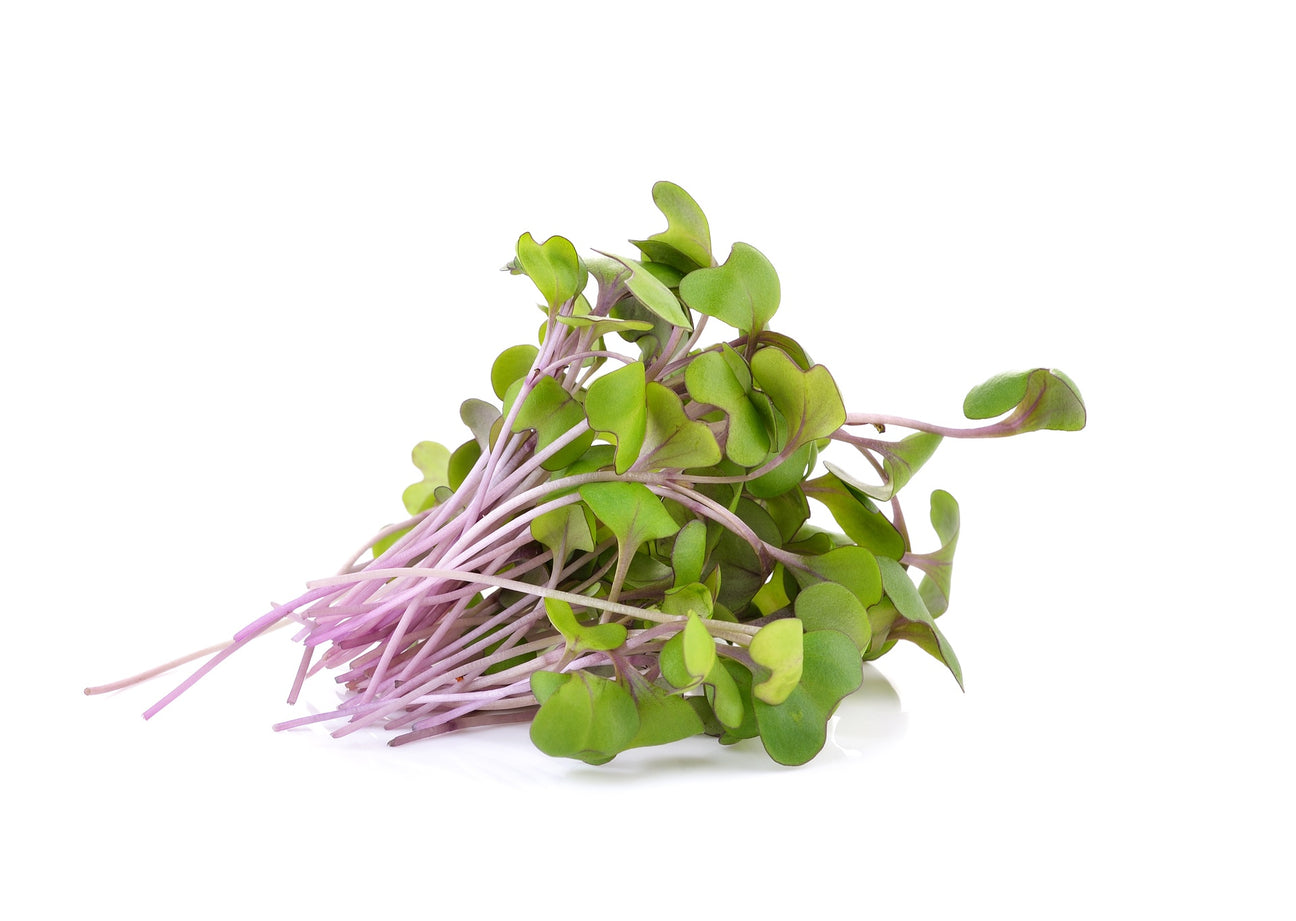 Grünkohl Keimsprossen