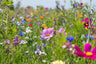 Blumen