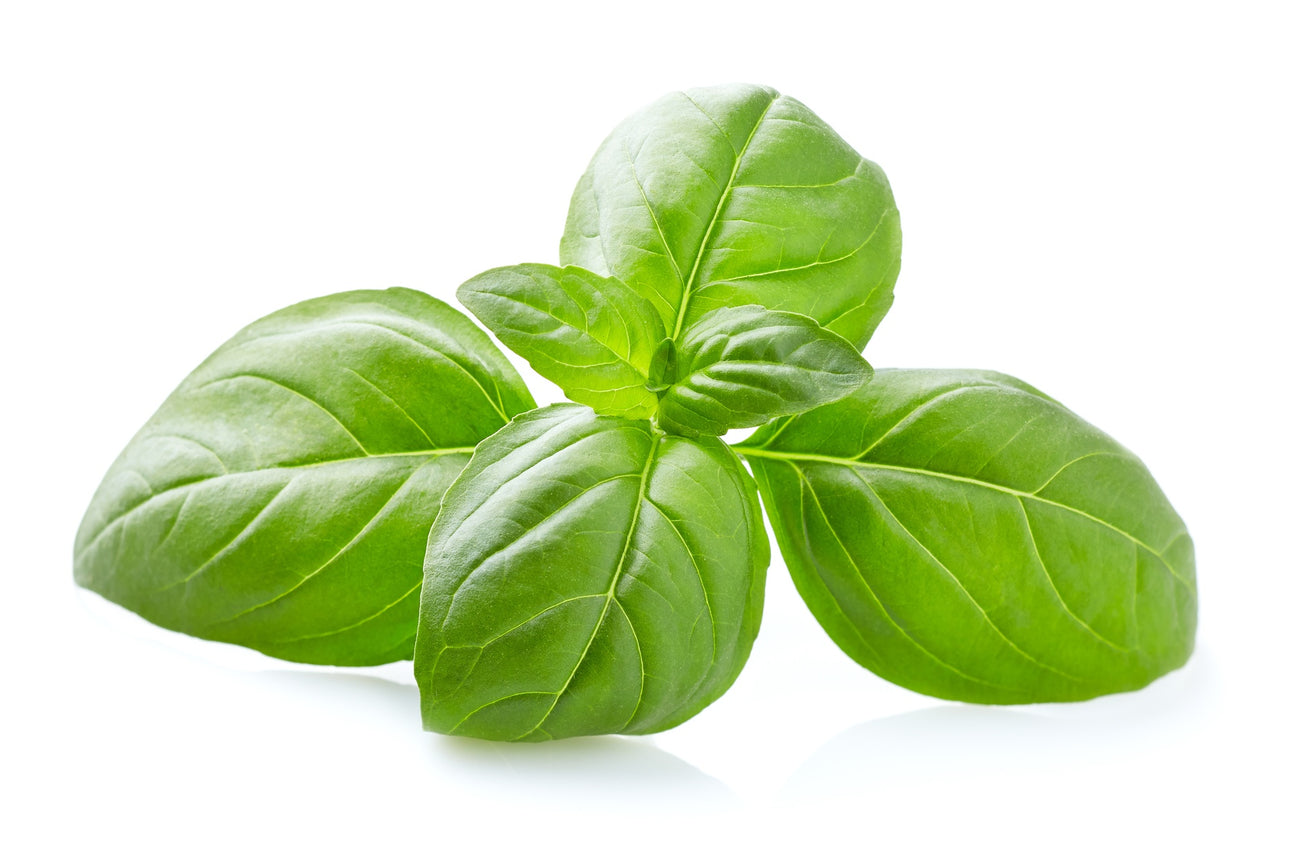 Basilikumsamen