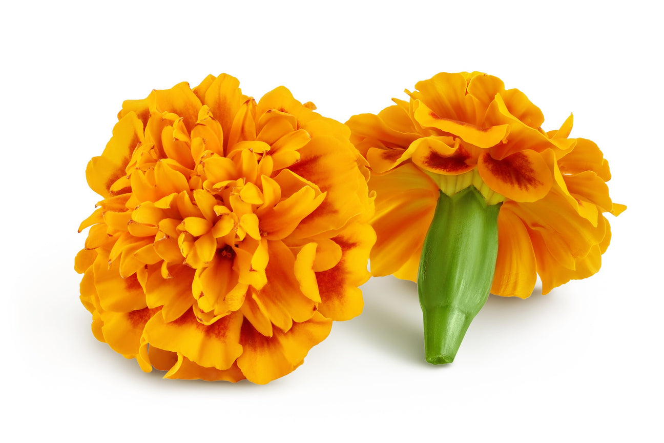 Studentenblumen Samen