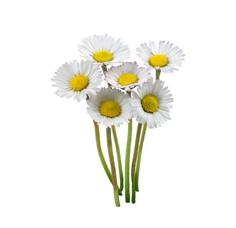 Gänseblümchen