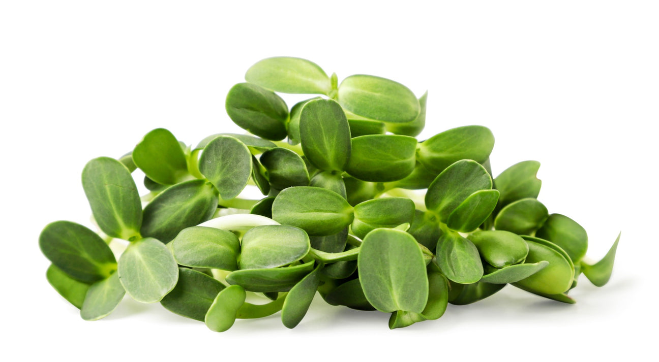 Tatsoi Keimsprossen