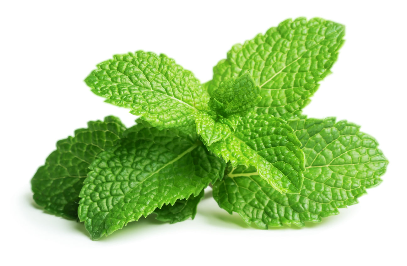 Minze Spearmint