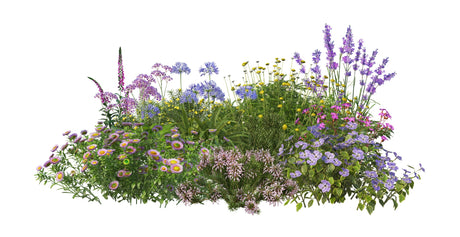 Blumenwiesen Samen