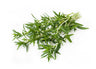 Bohnenkraut