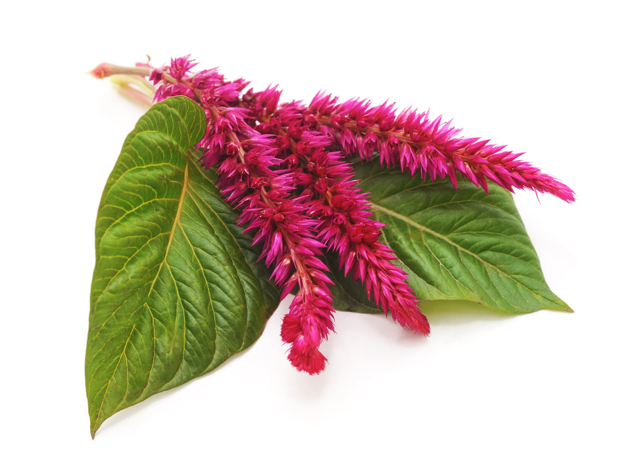 Amaranth Fuchsschwanz Samen