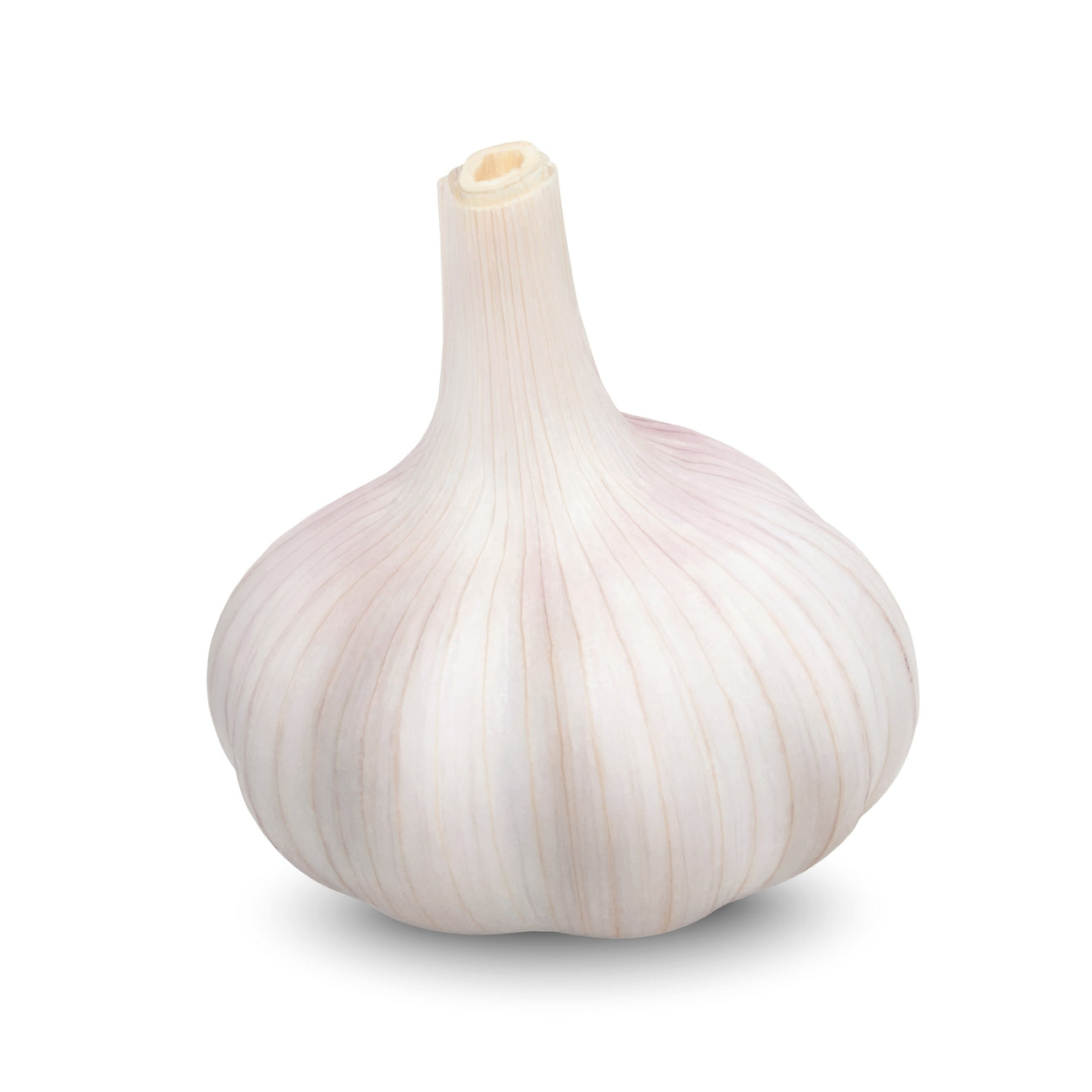Pflanzknoblauch