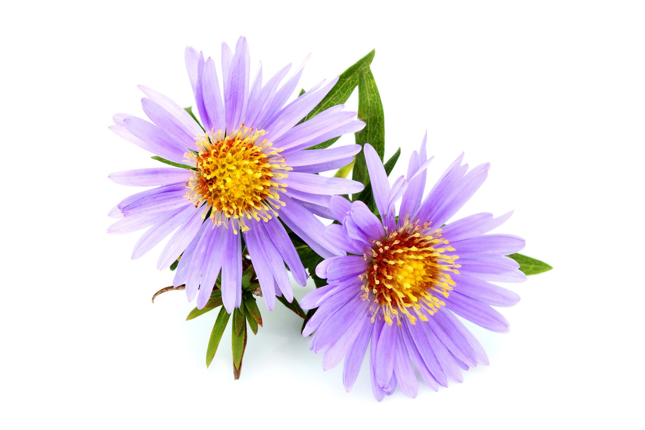 Herbstastern Samen