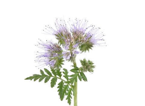 Phacelia