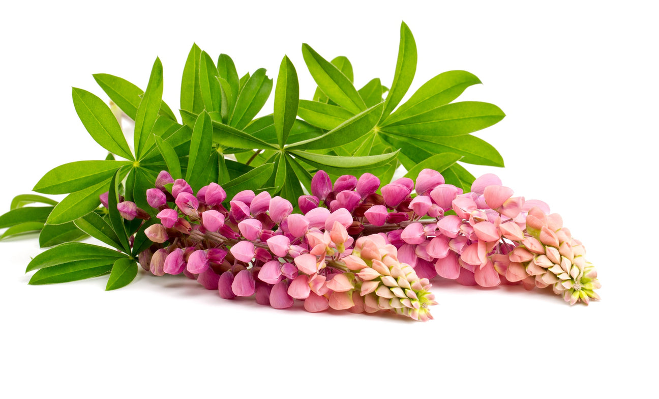 Lupinensamen