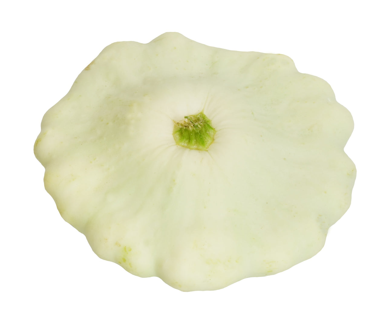 Zucchini Custard White