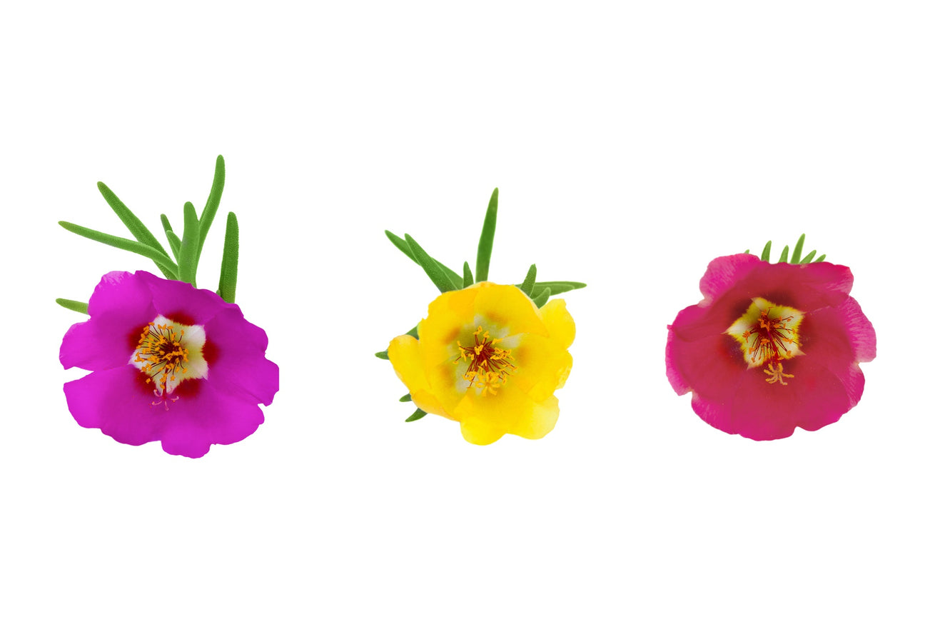 Portulakröschen Samen