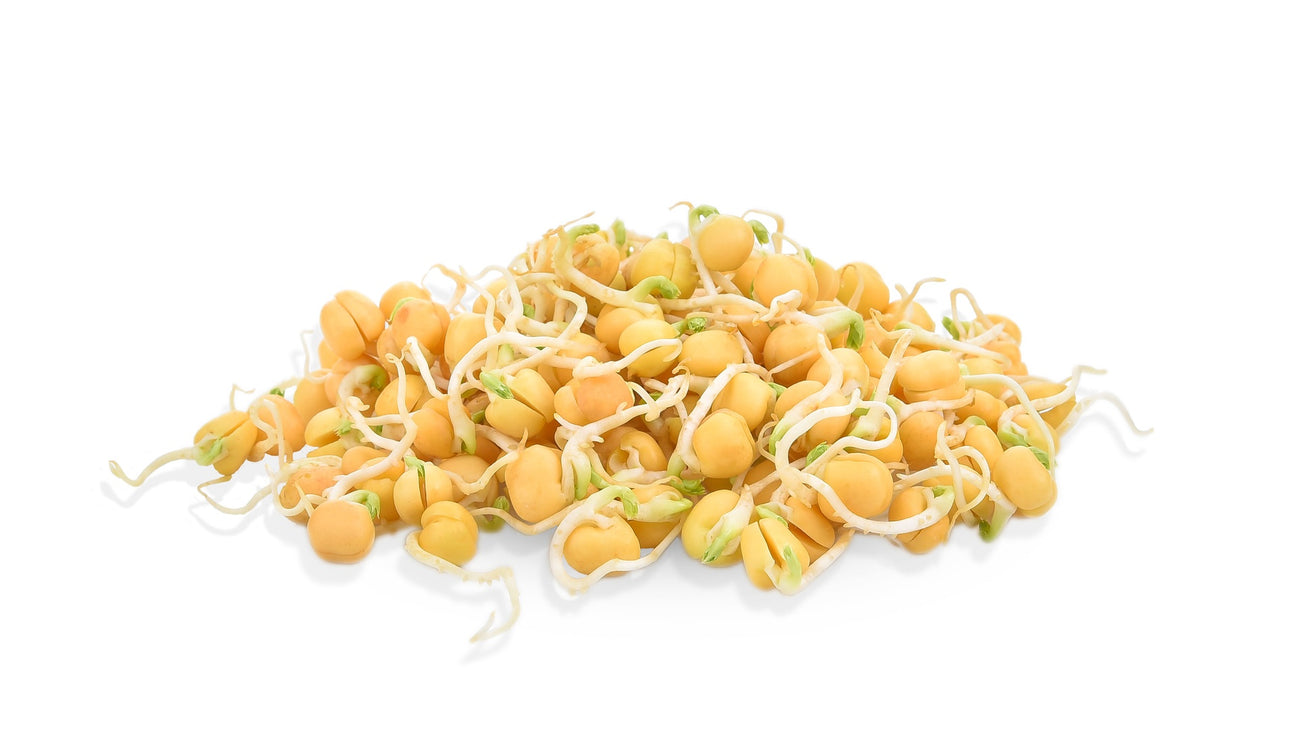 Kichererbsen Keimsprossen