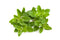 Oregano Samen