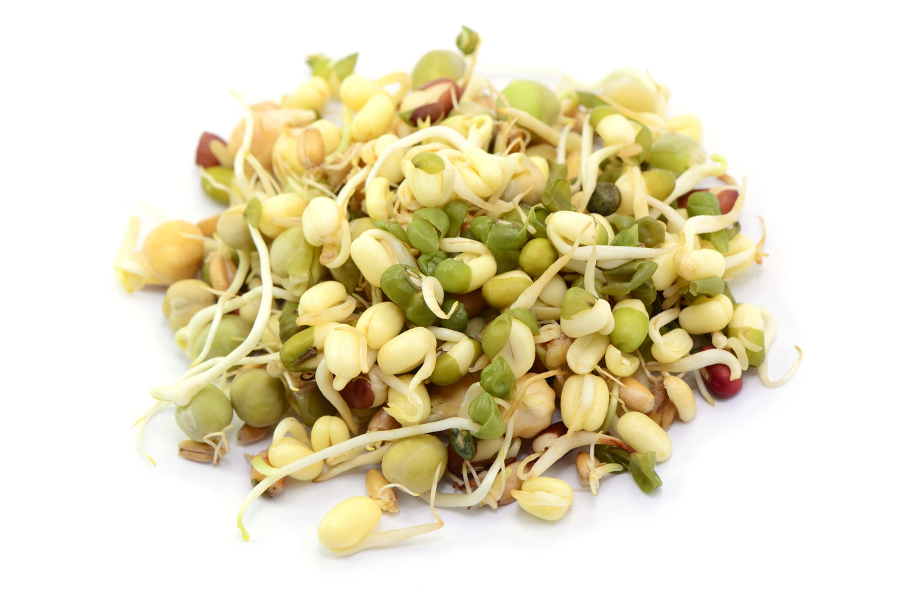 Adzukibohnen Keimsprossen