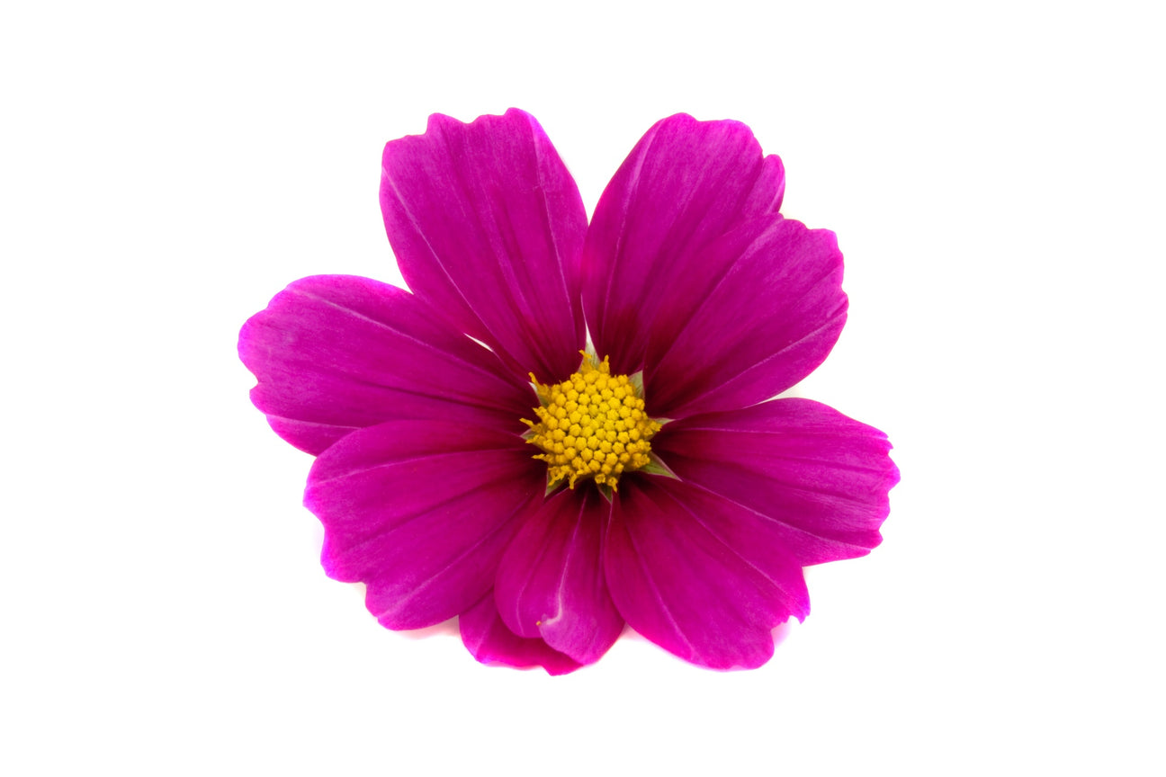 Schmuckkörbchen Samen