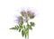 Phacelia Samen