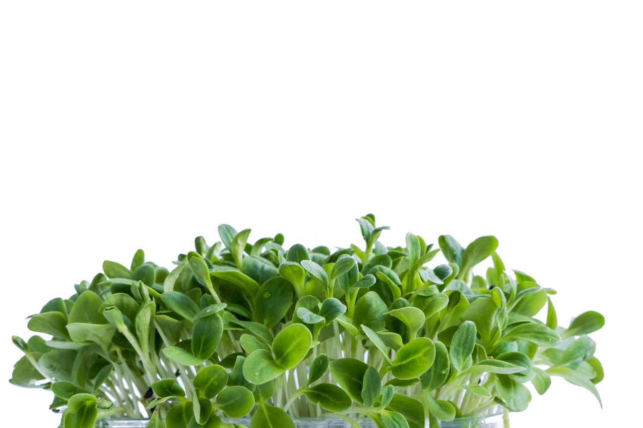 Borretsch Keimsprossen