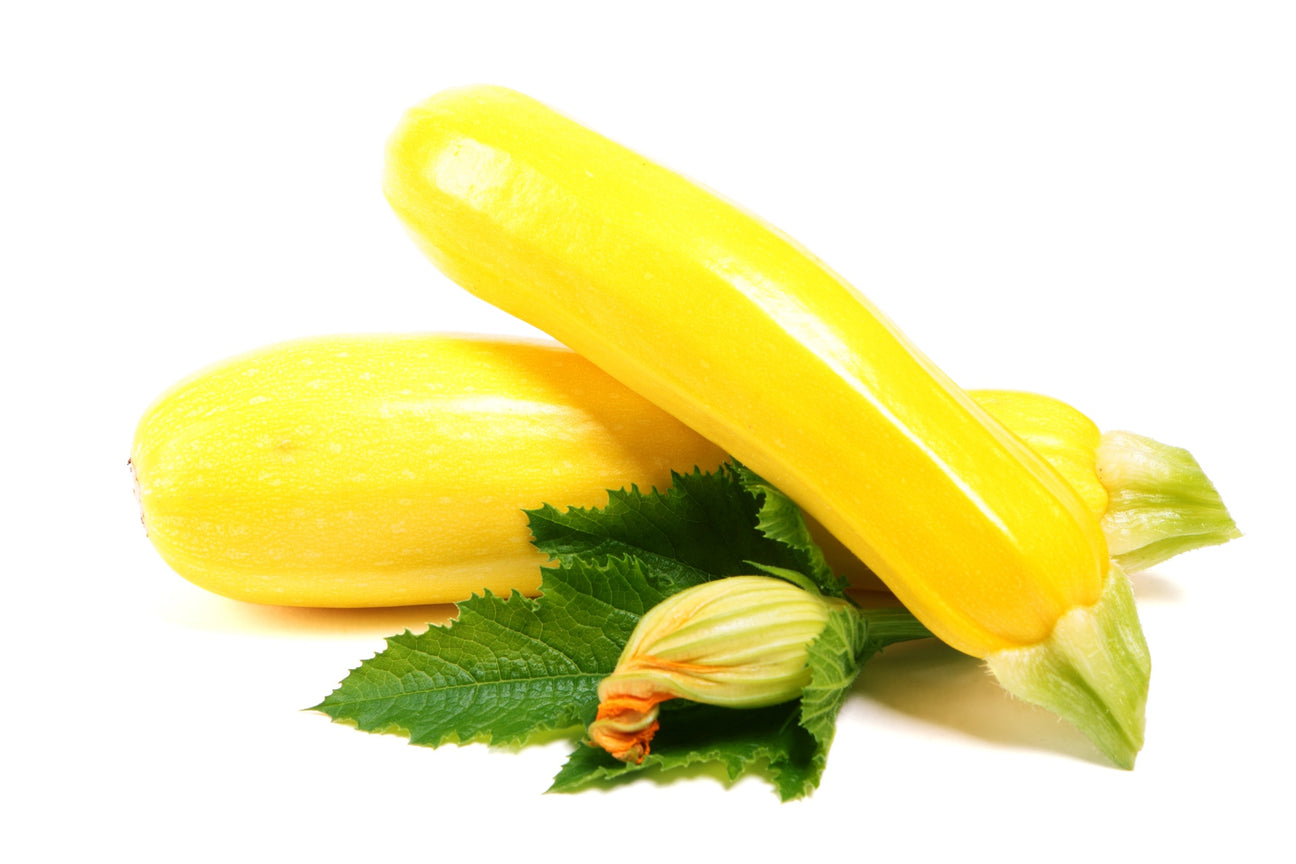 Zucchini Orelia