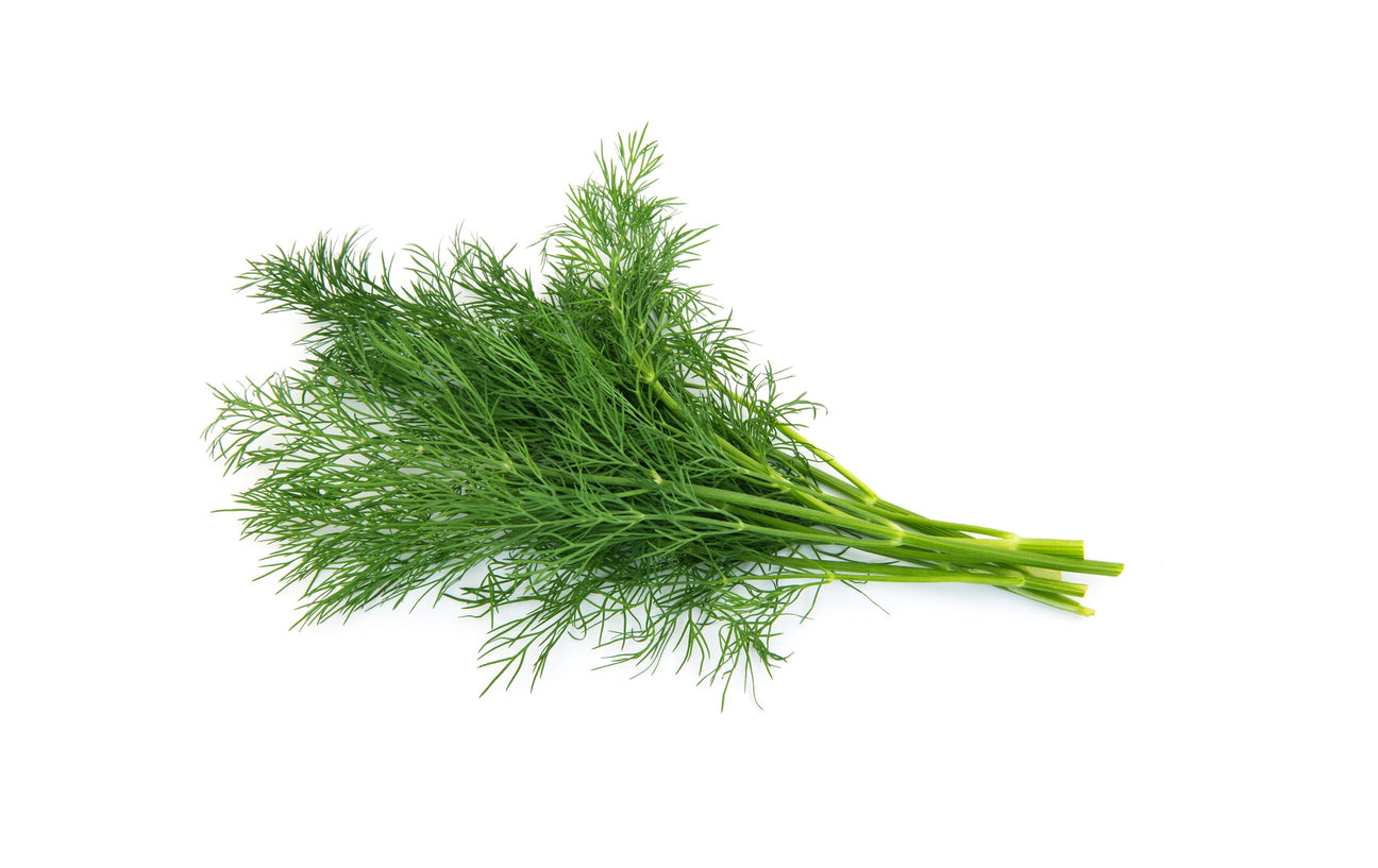 Dill Samen