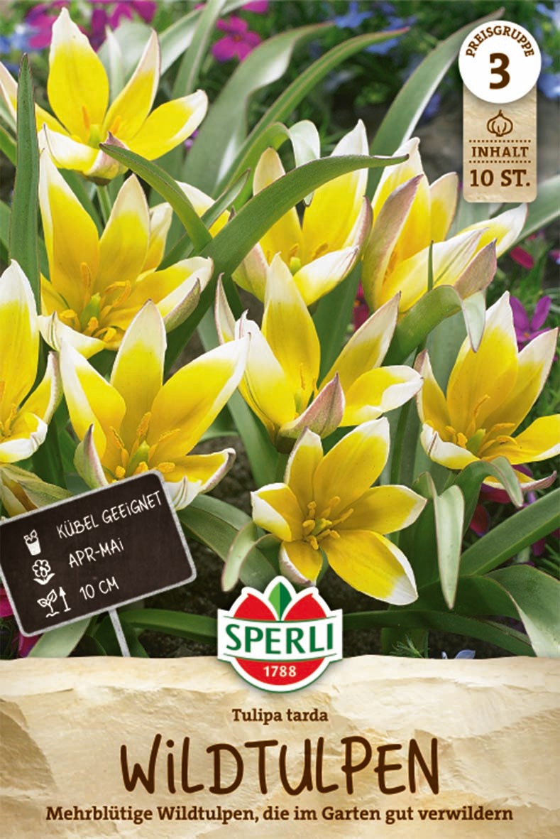 Wildtulpe tarda