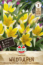Wildtulpe tarda