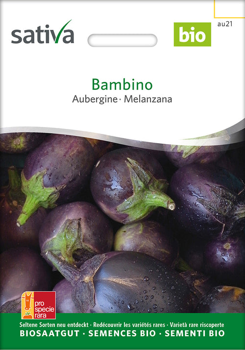 Sativa Aubergine Bambino